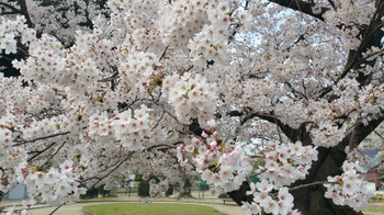 桜の花、満開