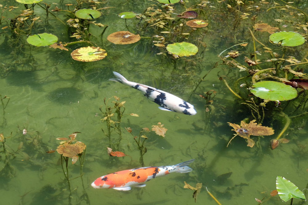 モネの池、睡蓮と鯉