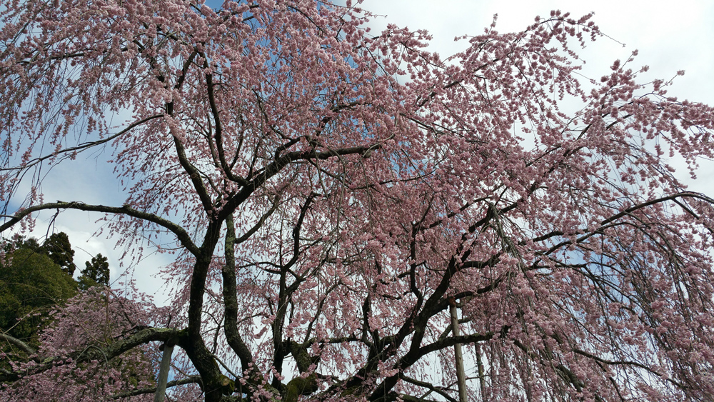 飯田の舞台桜